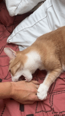 Lazy afternoon with a green-eyed cat in Wattrelos