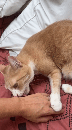 Lazy afternoon with a green-eyed cat in Wattrelos