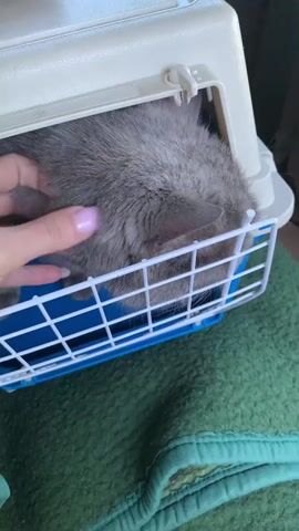 A hand with pink fingernails pets a gray cat inside a pet carrier. The carrier is white with a blue base. The cat is curled up inside the carrier, facing away from the camera. The carrier is placed on a green blanket.