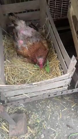 A close-up video shows a brown hen with patches of exposed skin on its head, suggesting possible feather loss or illness. The hen is nestled in a bed of straw within a wooden crate, which appears to be part of a larger coop structure. The hen is pecking at a small green leaf on the straw. The lighting suggests it is daytime. The setting appears to be a rural outdoor area, likely a farm or a backyard with farm animals, given the rustic wooden crates and the straw bedding. The hen's posture and focus on eating suggest a normal, albeit somewhat vulnerable, state. The video is shaky and the focus shifts between the hen and its immediate surroundings, providing a sense of immediacy and a close-up perspective of the animal. There is no visible text in the media file.