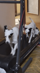 Two small dogs exercise on indoor treadmill at home