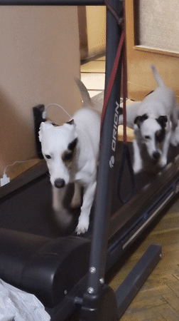 Two small dogs exercise on indoor treadmill at home