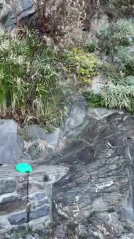 A short video shows a tabby cat walking across a stone retaining wall to a bright green bowl. The cat's coat is brown, black, and white. The cat has a skinny body and a relatively short tail. The retaining wall is composed of flat gray rocks. Behind the wall are some tall green plants. Someone speaks Italian in the background.