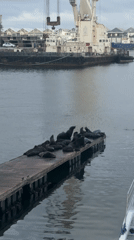 Cape Town harbor seals observed from waterfront establishments