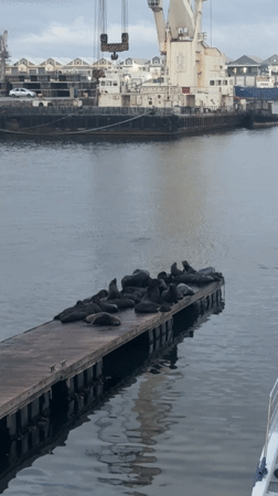 Cape Town harbor seals observed from waterfront establishments