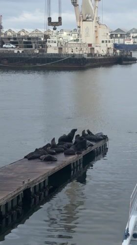 Cape Town harbor seals observed from waterfront establishments