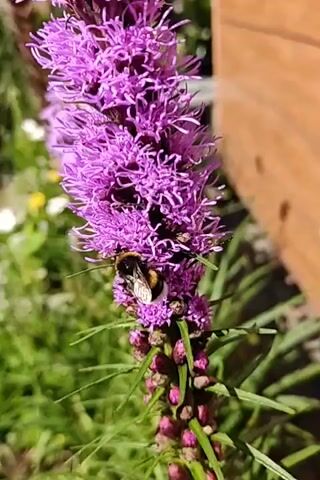 A bumblebee is visible on a stalk of purple flowers. The bee is black and yellow and is collecting nectar from the flowers. The flowers are tall and spiky, with many small florets. The background is blurry and appears to be a garden with green grass and a wooden fence. The lighting suggests it is daytime and sunny.