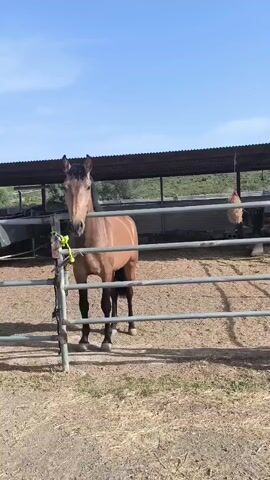 The video captures a single horse standing calmly in an outdoor enclosure during the daytime. The horse has a light tan or buckskin-colored coat, a dark mane, tail, and lower legs. It stands behind a grey metal pipe fence, initially looking directly at the camera. A bright yellow-green ribbon or tie is visible on a fence post near the horse's head. The ground within the enclosure is dry, dusty earth. In the background, there is a large, covered structure, possibly a barn or shelter, with a corrugated metal roof. The sky is bright and clear blue, indicating sunny weather. The horse remains relatively still throughout the video, maintaining an observant gaze towards the camera, occasionally shifting its head slightly. The scene suggests a stable, paddock, or rural farm setting. No visible text is present in the video.