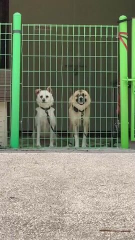 Two dogs are visible behind a green metal fence. On the left is a small, white dog with tan markings on its ears, sitting and looking forward. On the right is a larger, light brown dog with darker markings around its face, also sitting and looking forward. Both dogs are wearing collars and leashes. The fence has vertical green poles and horizontal green bars. A white dog house is visible to the left of the fence. The ground in front of the fence is paved with grey concrete. The background is a wall with a dark overhang. The lighting suggests an outdoor setting on a bright day.