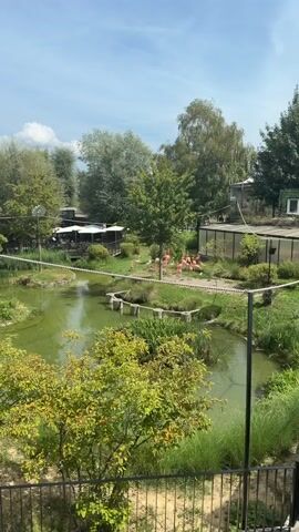 A wide shot captures a zoo enclosure with a pond in the foreground and flamingos visible in the background. The water in the pond is a murky green, with some vegetation growing around its edges. Several trees and bushes are scattered throughout the enclosure, providing shade and a natural habitat. In the background, a few flamingos are standing near a shallow body of water. There is also a building with a white roof visible in the distance. The sky is blue with some scattered clouds.