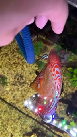 A person's hand is visible in the upper left corner of the frame, holding a blue flexible tube. The hand is above an aquarium containing several discus fish. The fish are brightly colored, with red, orange, and blue patterns on their bodies. The aquarium floor is covered in light-colored gravel. Several green artificial plants are submerged in the water. A string of small lights, some of which are colored, is visible along the bottom edge of the frame. The hand appears to be interacting with one of the discus fish, possibly feeding it or cleaning it. The fish are swimming around each other and appear to be healthy and active. The water is clear.