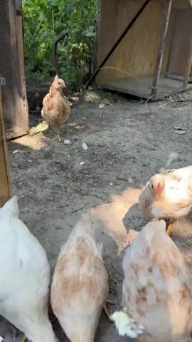 A group of chickens are pecking at something on the ground. Some of the chickens are white and some are light brown. They are in an outdoor area with dirt and some green plants. In the background, there is a wooden structure and some metal fencing.