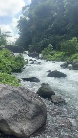 The video shows a fast-flowing river cascading over rocks in a lush, green environment. Tall trees and foliage line the banks, creating a sense of natural wilderness. The water is clear and turbulent, with white foam indicating its rapid movement. Large, dark rocks are scattered throughout the riverbed, shaping the water's course and creating small waterfalls. The overall impression is one of a vibrant and untamed natural landscape.