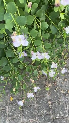 This video is a close-up shot of caper flowers and buds growing on a vine, interspersed with green leaves. The flowers are white with delicate purple veins and long, thin stamens. The background consists of textured gray paving stones and some dried leaves. The camera focuses on several blooming flowers, with some buds visible as small green ovules. The lighting suggests an outdoor daytime setting. No people or animals are clearly visible in the frame. The shot appears to be taken from a slightly elevated angle, looking down at the plant.