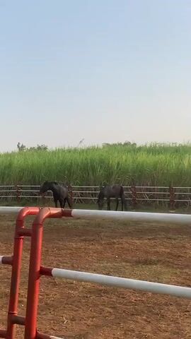Two horses are in an outdoor dirt enclosure, with a red and white fence in the foreground. In the background, there is a white fence separating the enclosure from a field of tall green sugarcane plants. One dark-colored horse stands to the left, facing right. Another lighter-colored horse grazes on the dirt ground to the right. The sky is clear and light blue. The video is filmed from a static, slightly elevated position.