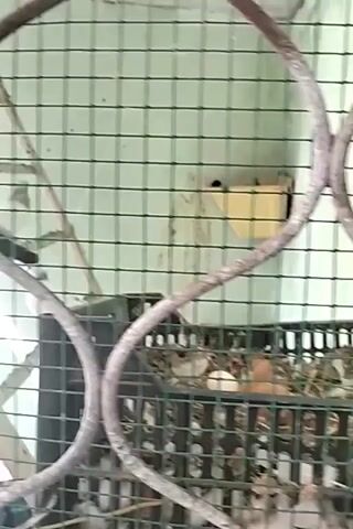 The video shows a close-up view of a bird enclosure, likely a cage, with birds perched on branches and other structures within. The enclosure has a mesh outer layer and a patterned background, possibly a wall with a faint grid design. Several birds, predominantly black and white, are visible. They are positioned on various branches and a white pipe-like structure. One bird is seen in the lower left, and others are higher up and further back. The lighting suggests it's daytime, possibly with sunlight filtering through. Some parts of the enclosure appear to be made of metal and plastic. There is a black plastic crate visible on the right side.