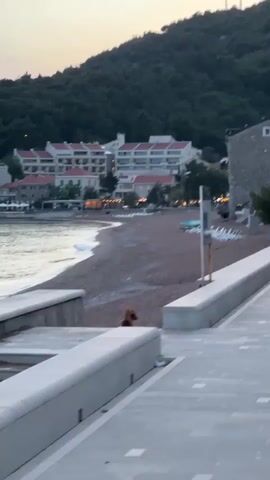 A dog stands on a concrete barrier overlooking a beach. The dog then jumps off the barrier and runs onto the beach. In the background, there is a line of white buildings with red roofs along the water. A tree-covered hill can be seen behind the buildings. The sky is lightly colored with shades of grey, pink, and blue.