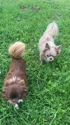 Two long-haired chihuahua dogs are in a grassy outdoor area. The dog in the foreground is brown with white markings on its chest and paws. The dog in the background is a lighter brown or tan color. The brown dog is looking up at the camera. The tan dog is sniffing the ground. There is some green grass and a light-colored path or dirt area visible.