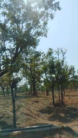 The video shows a perspective from a moving vehicle, likely a bicycle or motorcycle, traveling along a road. The scene is rural, with a dry, grassy field on one side and a line of trees bordering the field. The trees are sparsely leafed, suggesting a dry season. The sky is clear and bright, indicating daytime. The road appears to be paved with a light-colored border, possibly a curb or edge. The camera is tilted, giving a dynamic, slightly disorienting view of the landscape. The overall impression is one of natural, undeveloped scenery with a sense of travel. There is no visible text in the video.