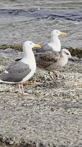 The video depicts three seagulls standing on a concrete shoreline adjacent to a body of water. The water is choppy with small waves visible. Two of the seagulls are adult, with white heads and grey backs, and yellow beaks. The third seagull appears to be juvenile, with mottled grey-brown feathers. The camera pans slightly, focusing on the adult seagull to the right as the other two move out of frame. Rusted metal rods are scattered on the concrete near the seagull's feet.