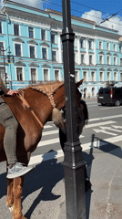 Sunny afternoon exploring Saint Petersburg's canals and landmarks
