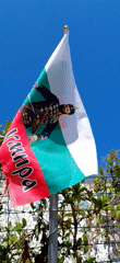 Bulgarian flag and resting cat captured in brief timespan