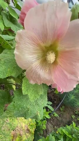 This is a close-up video of a pink hollyhock flower in bloom. The flower has delicate petals with visible veins and a fuzzy yellow center. The background is slightly blurred, showing green leaves, some darker soil, and a small section of a grey car with a tire visible. There are also some smaller green plants and what appears to be a black irrigation hose on the ground. The lighting suggests it is daytime, possibly outdoors. The video appears to be a still shot with very minor subtle movement, possibly a slight camera shake.