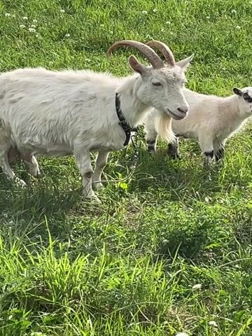 The video shows two goats, one large and one small, standing in a grassy field. The larger goat is white with long, curved horns and a black collar. The smaller goat is also white, with black markings on its face and legs. The goats are surrounded by green grass and some white flowers.  Someone speaks about how the smaller goat follows the larger goat, suggesting they are mother and child.