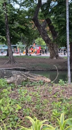 Monitor lizard spotted in Bangkok park near Dusit Central