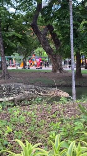 Monitor lizard spotted in Bangkok park near Dusit Central