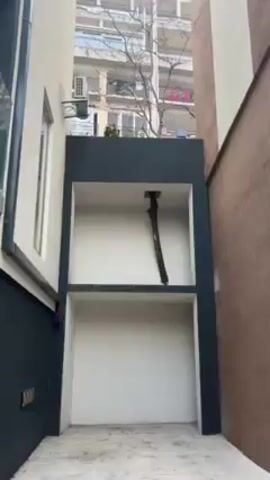 The video shows a building facade with a tree branch sticking out of a square hole in the wall. The wall is painted in a two-tone color scheme of grey and white. The branch is brown and appears to be dead. Above the wall, the top of a tree is visible, extending higher than the facade. In the background is an older building with balconies and several floors. Clothes are hanging on some of the balconies. The ground is paved. The video slowly pans up the branch towards the top of the tree.