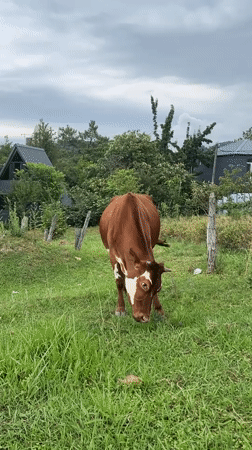Cows grazing in rural fields on the edge of Batumi