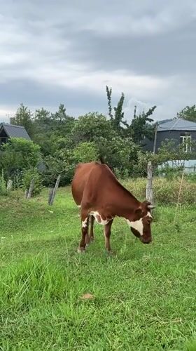 Cows grazing in rural fields on the edge of Batumi