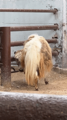 Animals at a Shymkent zoo, July morning
