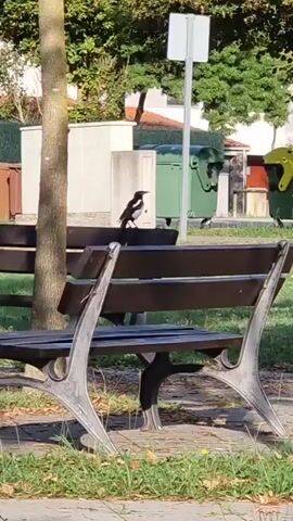 A magpie is perched on the back of a park bench. The bird is black and white with a long tail. It is facing to the left, looking towards some large green trash bins in the background. There are trees and buildings behind the bins. The bench is made of wood and metal. The ground is covered in grass and some fallen leaves. A tree trunk is visible on the left side of the frame.