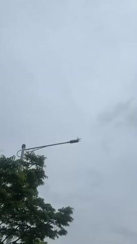 The video shows a commercial airplane flying overhead on a cloudy day.  A streetlamp is visible in the foreground, along with the top of a leafy tree.  The airplane is seen from below, ascending through the sky. The airplane's flashing red lights are visible as it moves away.