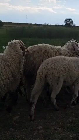 A flock of sheep moves forward in the lower portion of the frame, traveling from right to left. In the background, a grassy field with patches of standing water is visible. Several cows graze in the field. Towards the left, a figure, possibly a shepherd, walks with a long staff or tool in hand. The sky is overcast, suggesting either dawn or dusk. In the distance, trees and what looks like a cell tower are on the horizon. The sheep's wool appears thick and cream-colored, and their motion casts shadows on the ground.