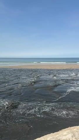 The video shows a coastal scene under a clear blue sky with a wide expanse of ocean in the background. In the foreground, dark, choppy water flows towards the ocean, with what appear to be rocks or a shallow seabed visible beneath the surface. A line of seagulls stands on the dark, textured surface. Beyond this, a sandy beach stretches across the frame, and the ocean meets the shore with gentle waves. On the beach, a yellow excavator is actively working, digging and piling up dark material. There are a few people visible in the distance on the beach, appearing as small figures. The excavator's movement suggests ongoing construction or beach maintenance work.