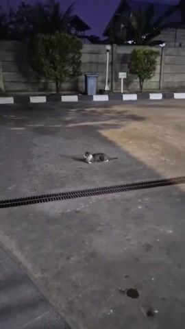 A cat is lying on a concrete surface at dusk or night. The cat is mostly dark gray with white markings on its chest and face. The cat is facing towards the left side of the frame. In the background, there is a concrete wall, some trees, a blue trash can, and a fence. A metal grate is visible in the foreground, running horizontally across the image. The lighting suggests artificial light sources are present.