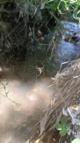 The media file shows a spider in its web. The spider is a small, brown arachnid with long legs. It is positioned in the center of a large, intricate web. The web is made of fine, silken threads that are strung between blades of grass and other vegetation. In the background, there is a body of water, possibly a stream or river, with ripples on the surface. The surrounding environment appears to be natural and somewhat overgrown, with green plants and dry grasses visible. The lighting suggests it is daytime, with sunlight casting a gentle glow on the scene. The overall impression is one of a quiet, natural moment, showcasing the delicate beauty of a spider's creation. There is no visible text in the media file.