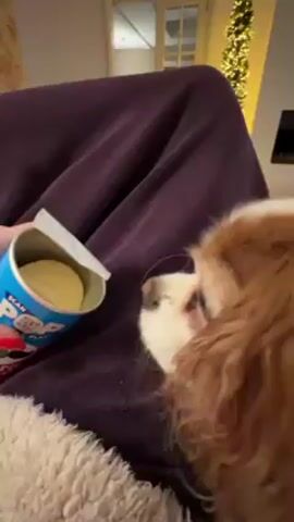 A person is holding an open can of SCAN POP chips. A Cavalier King Charles Spaniel dog is sitting next to the person, looking at the chips. The dog is white and brown, with a white patch on its head. The dog's eye has a cataract. The person is wearing a dark purple garment. The background is out of focus, but shows a television, a fireplace, and a decorated tree.