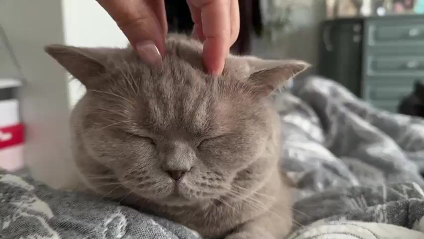A close-up shot shows a person's hand gently stroking the head of a grey British Shorthair cat. The cat's eyes are closed, and it appears to be relaxed, lying on a bed with patterned grey and white bedding. The background is slightly out of focus, showing hints of a room interior with furniture. The lighting is soft and natural.