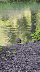 Afternoon stroll through a park full of wildlife and greenery