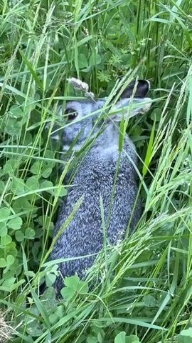 A rabbit with grey fur is lying in tall green grass and clover. Its ears are pointed upwards and its eyes are visible. The rabbit appears to be still, with its body partially obscured by the vegetation. The lighting suggests it is daytime, and the environment is natural and overgrown.