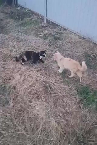 Two cats, one dark brown and white and the other cream-colored, are interacting in a grassy area with dried hay. The dark cat is on the left, facing right, while the cream cat is on the right, facing left. They appear to be close to each other, with their heads lowered, possibly sniffing or engaging in a mild confrontation. The background shows a pale blue fence. The lighting suggests it is either early morning or late evening.