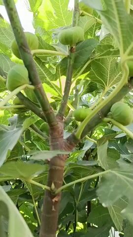 The video shows a close-up view of a fig tree branch with multiple green figs and large green leaves. The camera angle is looking upwards towards the sky, which is visible through the foliage in some parts. The lighting suggests it is daytime, likely outdoors. The focus is on the detail of the figs and leaves, with some slight movement indicating a gentle breeze or slight camera shake. The texture of the bark on the branches is also visible. The video is short and primarily observational, showcasing the growth of the figs on the tree.