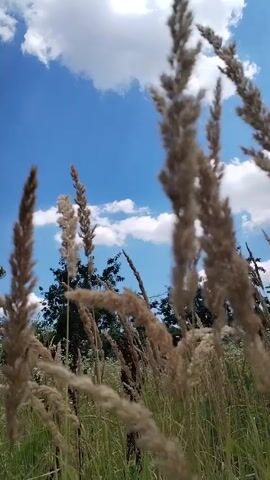 The video shows a low-angle shot of tall, dry grass stalks swaying in the wind against a bright blue sky with fluffy white clouds. The grass is in the foreground and is out of focus, while the sky and trees in the background are clearer. The sun appears to be shining, as indicated by the bright lighting. The overall impression is one of a sunny, breezy day in a natural setting.