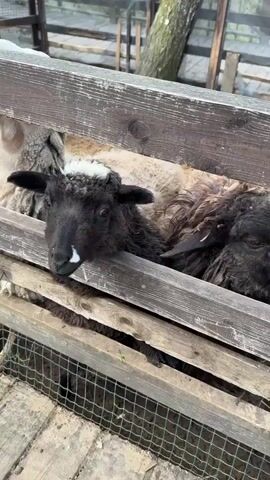The video opens with a close-up of two sheep peering over a weathered wooden fence. On the left, a black sheep with a white patch on its snout looks directly at the camera. To its right, a light-brown or beige sheep with a white nose is also visible. The light-brown sheep then pulls its head back, and a different light-colored sheep (cream-white) with fluffy wool briefly appears behind the fence.

The camera pans slightly to the right, revealing more of the dirt enclosure and a rustic wooden shed in the background. A black sheep is visible through a wire mesh fence at the bottom of the frame, behind the wooden planks. Another cream-white sheep with thick wool can be seen moving in the background, near the wooden shed. Trees and green foliage are visible beyond the enclosure. The ground inside the pen is made of dirt. A voice can be heard in Russian saying, "Какой красивый" (How beautiful), commenting on the sheep. The scene depicts an outdoor animal enclosure, likely a farm or petting zoo, in Pokrovskoe, Russia, on an overcast day.