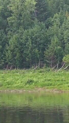 The video shows a calm body of water in the foreground. In the background, a lush green forest slopes upwards. Several trees in the middle ground appear to be leaning precariously. The lighting suggests it is daytime, possibly overcast or late afternoon due to the soft light and reflections. The water is still, with subtle ripples indicating a gentle breeze. The overall scene is serene and natural, depicting a peaceful landscape.