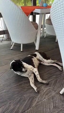 A black and white dog lies on a wooden floor next to white chairs and a table. The dog is lying on its side, with its head turned. The dog's paws are spread out. The dog is wearing a red collar. The dog's fur is black and white. The dog's eyes are closed. The dog's tail is not visible. The dog appears to be sleeping. The floor is made of wooden planks. The chairs are made of white wicker. The table is made of white metal. There is a tablecloth on the table. There are plants on the table. The background is blurred. There are trees and foliage in the background. The scene appears to be outdoors.